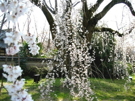 醍醐寺のしだれ桜