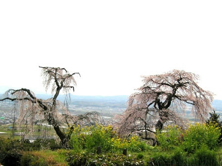地蔵禅院の夫婦桜