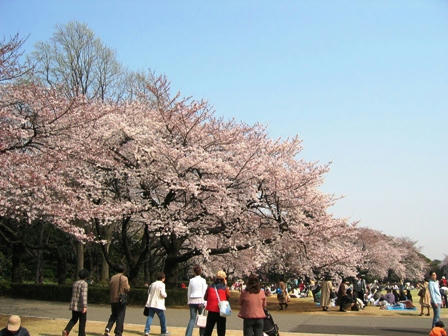 新宿御苑の桜並木