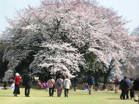 新宿御苑の大きな桜