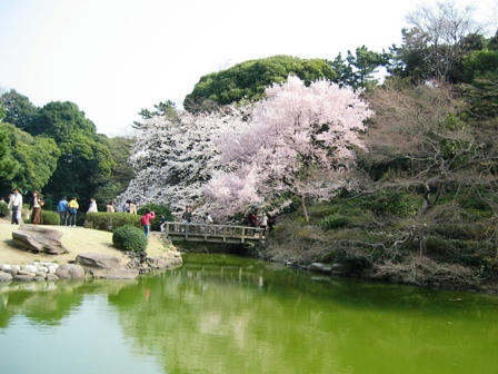 新宿御苑の池と桜