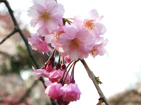 新宿御苑の桜のアップ