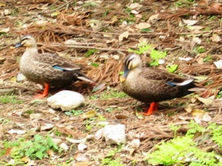 奈良公園のカモ達