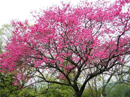 奈良公園の桜
