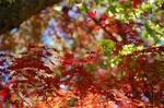 091115_momiji.jpg