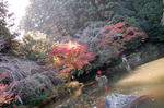 091115_momiji3.jpg