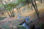 091115_momiji2.jpg