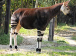 okapi.jpg