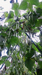 NEC_0075.JPG