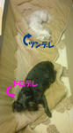 6a4c9917.jpg