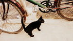 animal13b.jpg