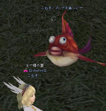 pet.jpg