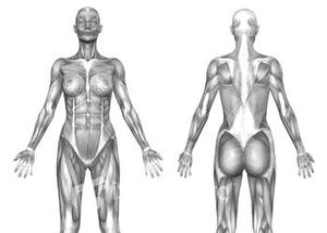 ist2_426855-human-anatomy-muscle-system-female.jpg