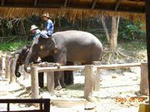 elephant 