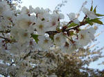 新宿御苑の桜02
