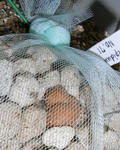 070701lepidum71.jpg