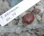 070701azureum79.jpg