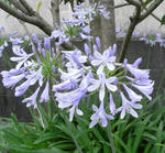 070704agapansas.jpg