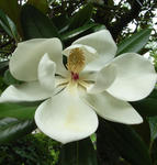 070705taisanboku.jpg