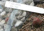 070706lepidum76.jpg