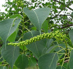 070708nankinhaze.jpg