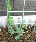 070718ciliatum.jpg