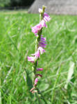 070722nejibana2.jpg