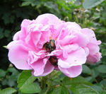 070726rose.jpg