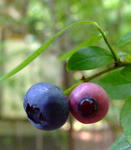070727blueberry.jpg