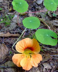 070730nasuta.jpg