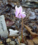 070731cyprium.jpg