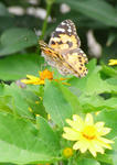 070803meranpojium.jpg
