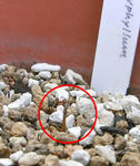 070805polyphyllum.jpg