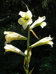 070808ubayuri.jpg