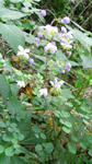 070812shikinkaramatsu.jpg