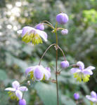 070812shikinkaramatsu2.jpg