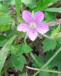 070816gennosyouko2.jpg