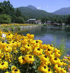 070819rudobekia.jpg
