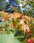 070820momiji.jpg