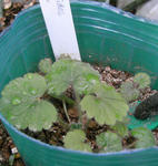 070823sidoides.jpg