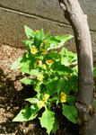 070912meranpojium.jpg
