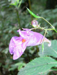 070916tsurifune2.jpg