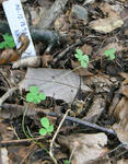 070917tropaeolum.jpg