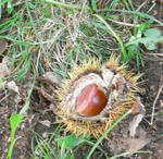 070923kuri.jpg