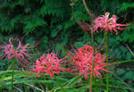 070926higanbana.jpg