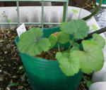 070929pelargo.jpg