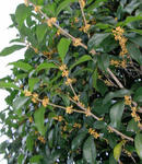 071006kinmokusei.jpg