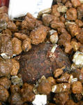 071012leptophyllum.jpg