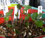 071014majus.jpg