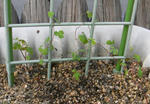 071019tropaeolum.jpg